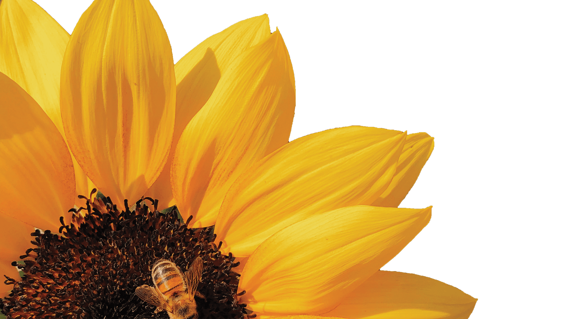 Sunflowers_Pandemic_Fall Campaign 2020
